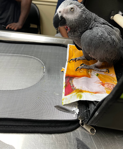 Riverview Animal Clinic - Thumbnail