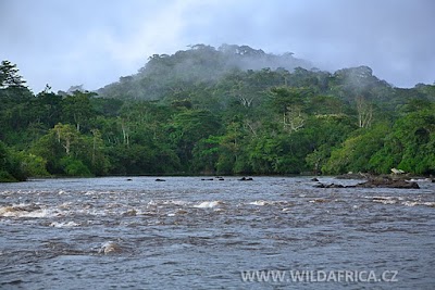 Photos of Okapi Wildlife Reserve