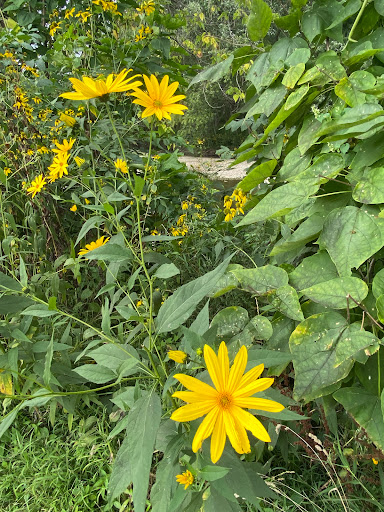 Morrow's Meadow - Visual