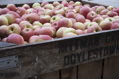 Photos of Rittman Orchards