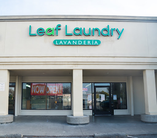 Leaf Laundry - Visual