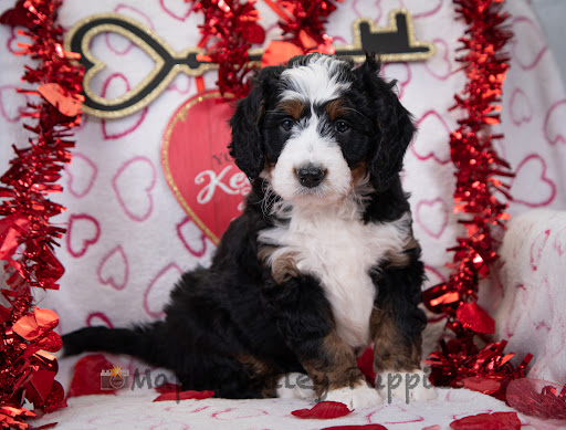 Maple Valley Puppies Gallery - United States