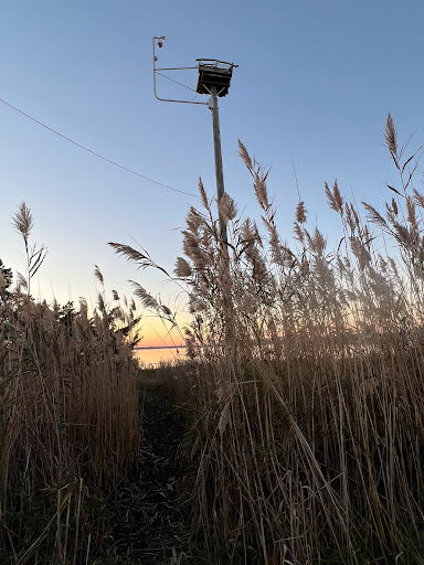 Barnegat Light Osprey Cam - Thumbnail