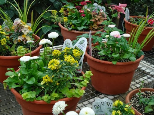 Wellman Florist and Greenhouse Gallery - United States