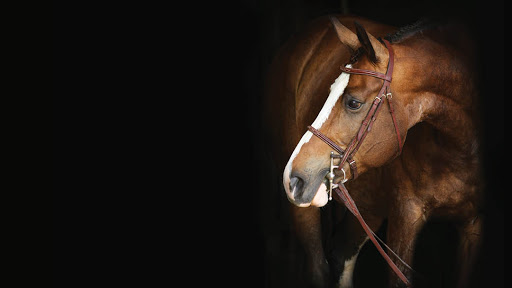 Greenhawk Equestrian Sport - Palgrave