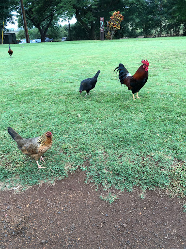 Makaha Valley Country Club - Thumbnail
