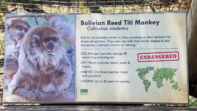 Bolivian Reed Titi Monkey Pen