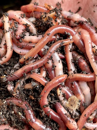 The Wormman