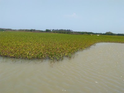 Photos of Ci&eacute;naga Del Totumo