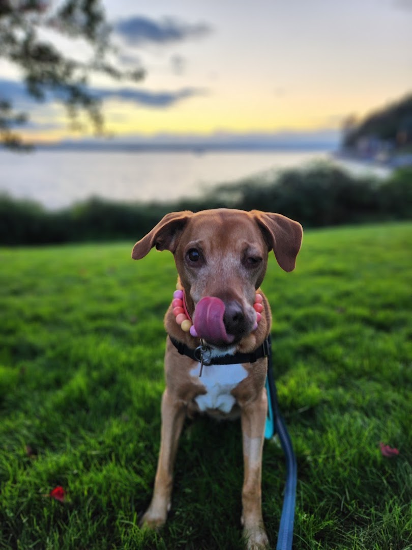 Wendy the Pet Sitter