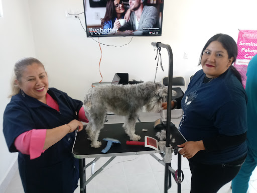 HOSPITAL VETERINARIO OTOMPAPETS