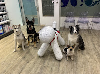 Clinique Vétérinaire du Dr Sutter à Paris