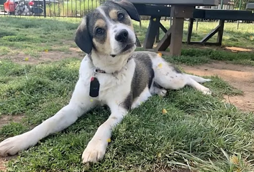 Simpson County Animal Shelter - Thumbnail