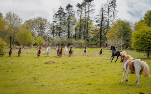 Photo n°8 de Kaïros Equitation à Kerien (Centre équestre)