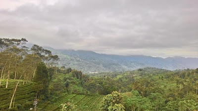 Photos of Wisata Perkebunan Teh Pagilaran Kaliboja Paninggaran