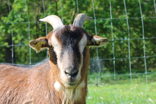 Ferme Pédagogique des Iriselles - Médiation animale - Thumbnail