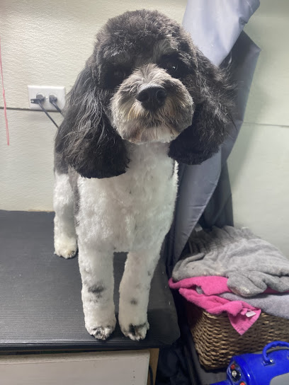 Posh Paws Mobile Dog Grooming