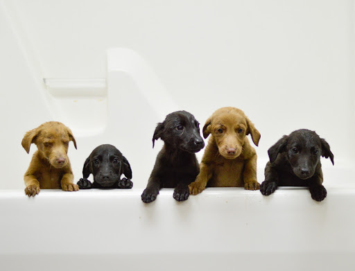 Oktibbeha County Humane Society - Starkville Animal Shelter Gallery - United States