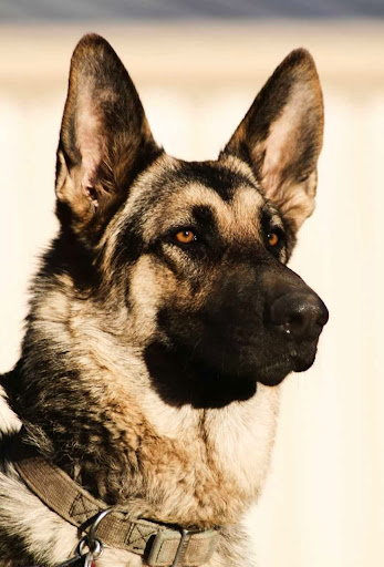 Your Mannerly Mutt, Inc