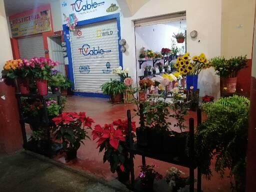 Floristería Portales - Thumbnail