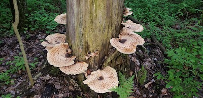 East Otto State Forest Campground