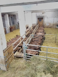 Photo n°3 de CHEVRERIE DU JAS à Oris-en-Rattier (Éleveur)