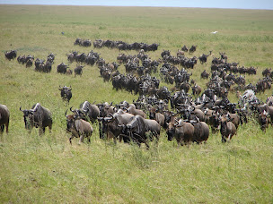 Photo n°25 de Mers et Continents à Antibes (Agence de croisières)