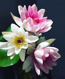 Photo n°17 de O' Fleurs de Magenta à Paris (Fleuriste)