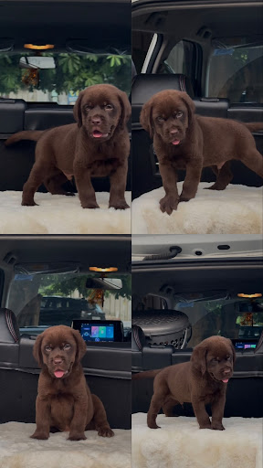 Rare-Chocolate-Labrador-male-available-in-kk-pet-shop-lucknow. post image