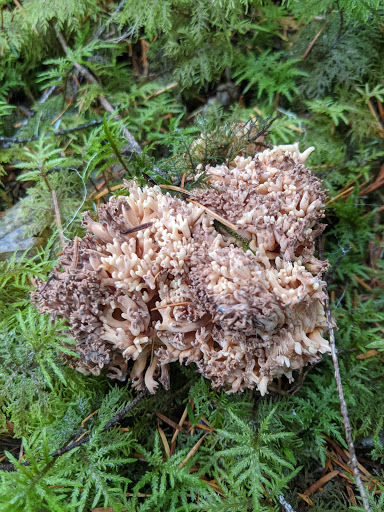 Alder Flat Trailhead - Thumbnail