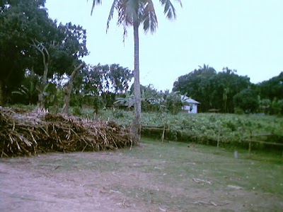 Photos of Dattapara Bazar