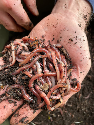 The Wormman - Visual