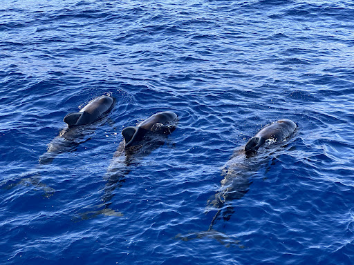 Monte Cristo Catamaran, 5-star Whale and Dolphin Tours, Boat Trips Tenerife - Thumbnail