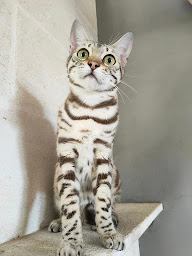 Photo n°21 de Bengal Wild Cat à Campsegret (Éleveur de chats)