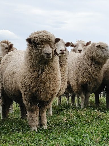 Canterbury Agricultural Park - Thumbnail
