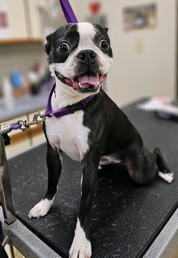 Stubby's Grooming Salon Monument Gallery - United States
