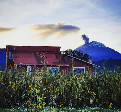 Floresta Casa de campo