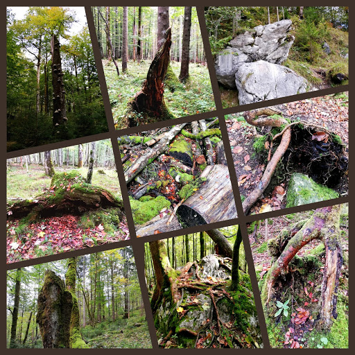 Natur- und Waldtrainerin MachsEinfach - Thumbnail