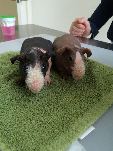 Selvätica — Clínica Veterinaria de animales exóticos