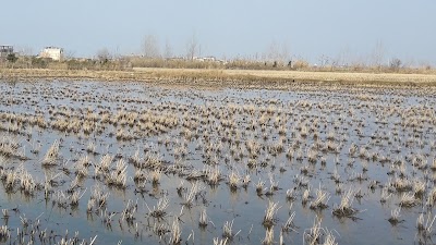 Photos of Kenar wetland