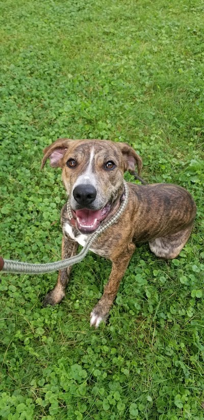 Animal Friends of Barbour County