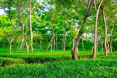 Photos of Brama chara Tea Garden Temple