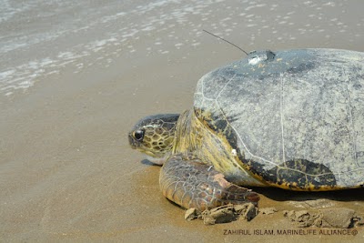 Photos of Marinelife Alliance Sea Turtle Research Station