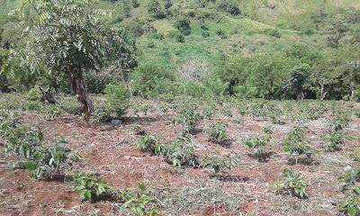 Photos of Finca Quirigua