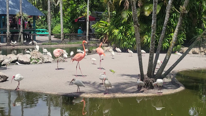 Flamingo Gardens by null