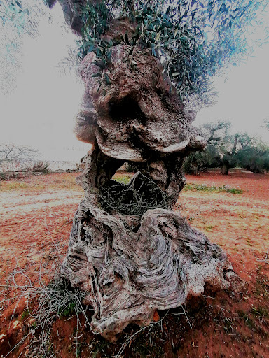 Oliveto monumentale di Serranova e olivo del crocifisso - Thumbnail