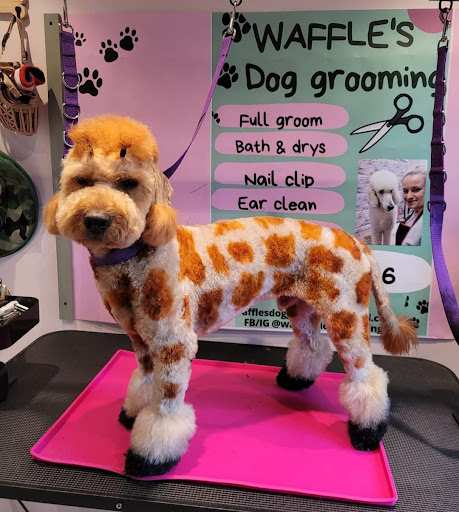 Waffle's dog grooming