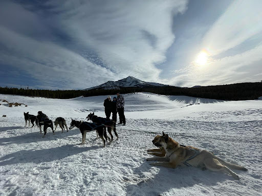 Spirit of the North Sled Dog