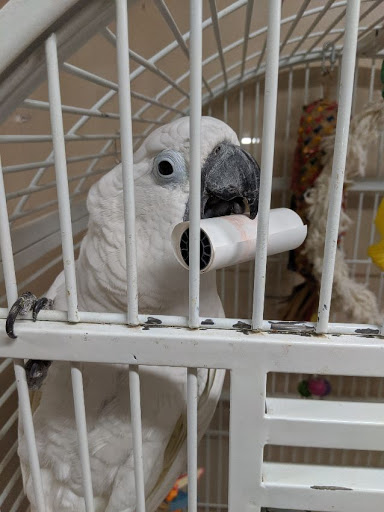 BiZee Bird Store Gallery - United States