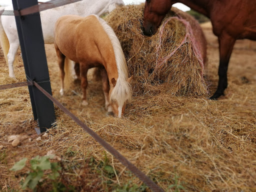 Au P'tit Poney Club - Thumbnail